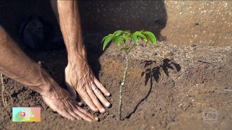 Mutirão de Reflorestamento da Prefeitura do Rio completa 40 anos com 11 milhões de árvores plantadas