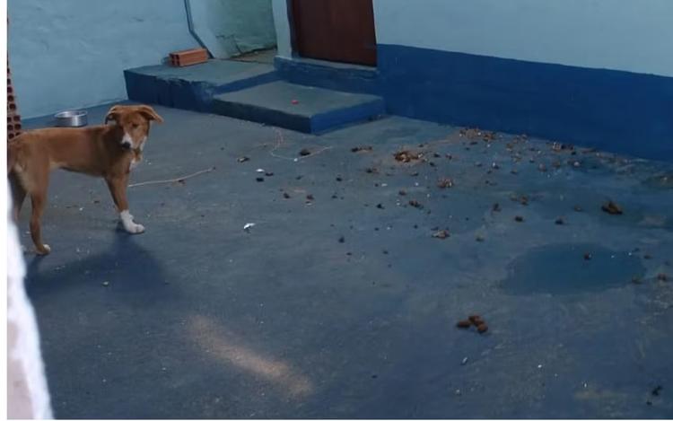 Inquilina se muda e deixa dois cães em casa alugada em Franca, SP, diz proprietária