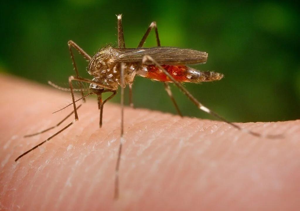 West Nile Virus Infections in Greece Could Be 10 Times Higher Than Reported