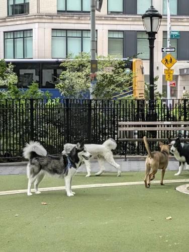 Dogs taken using Magic Capture