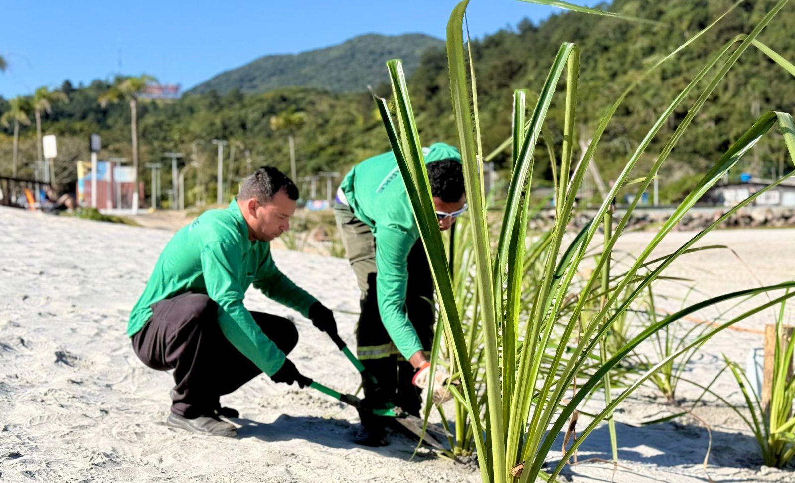Após alargamento, Praia do Gravatá começa a ganhar novas áreas de restinga em Navegantes