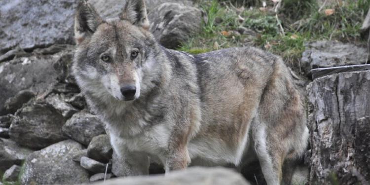 Turisti aggrediti da un lupo a Gallipoli, ferite mamma e figlia