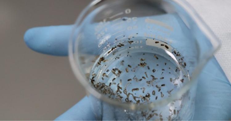 Itajaí prepara “fábrica de mosquitos” para combater a dengue com método Wolbachia