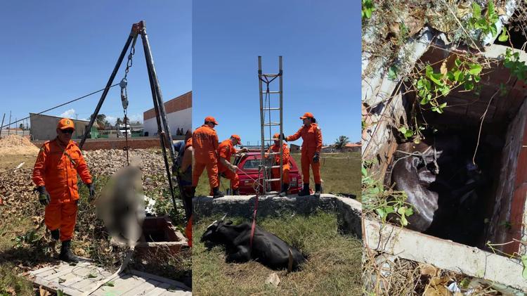 Cavalo morre durante resgate após ficar mais de 8 horas preso em fossa no litoral do PI