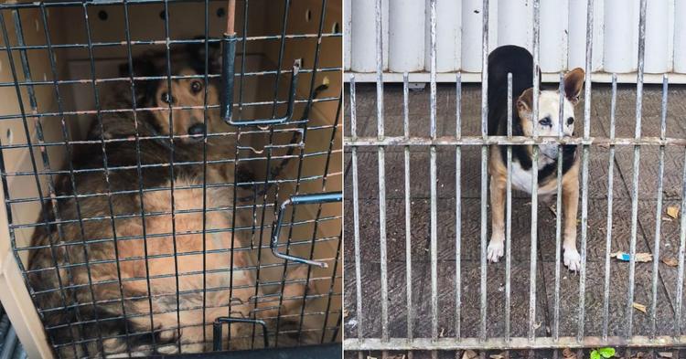 Vídeo: cães em situação de abandono são resgatados em Balneário Camboriú; um deles estava doente