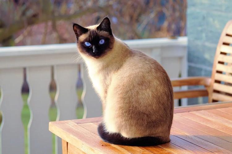 Detienen a sujeto que asfixió a su propio gato siamés en Zacatepec; esto determinó el juez