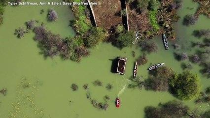 Huge Giraffe Being Rescued From Island Surrounded by Crocodiles
