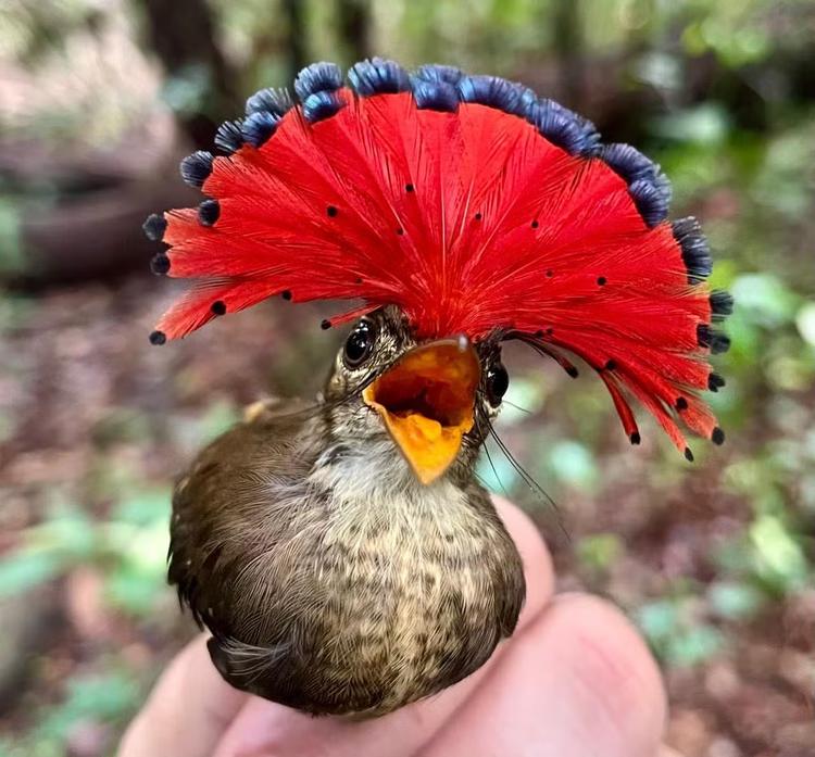 Conhecimento indígena que ajuda a revelar biodiversidade na Terra Indígena Panará é tema de seminário em Belém