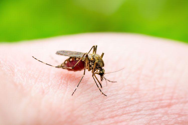 Incidência de dengue em Minas Gerais aumenta quase seis vezes em 10 dias
