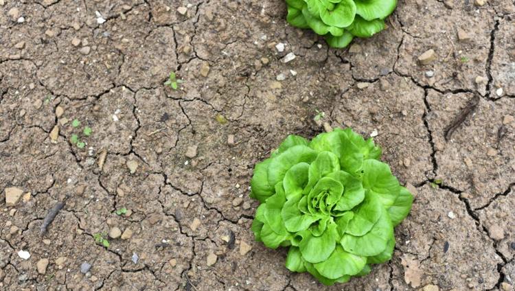 UK Researchers Target Drought-Resilient Vegetables