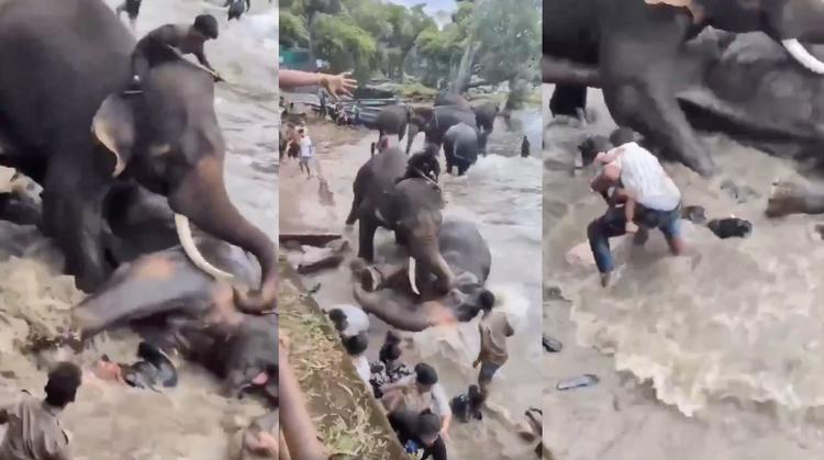 Muerte en el paraíso: Turista fallece en santuario de elefantes en India tras brutal pelea