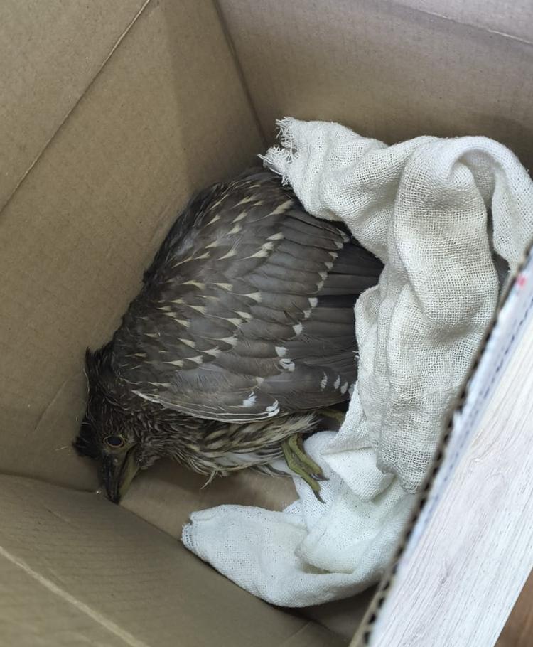 Ave silvestre é resgatada de piscina em colégio no Centro de Petrópolis