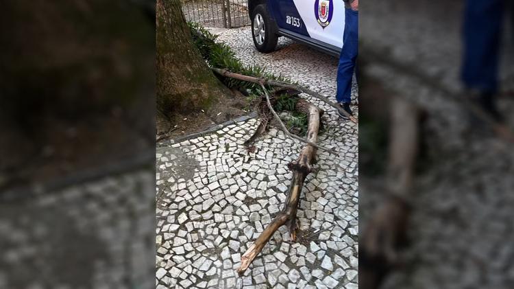Jovem de 22 anos sofre ferimentos graves após ser atingida por galho de árvore em praça de Curitiba: 'Não sente as pernas', diz família
