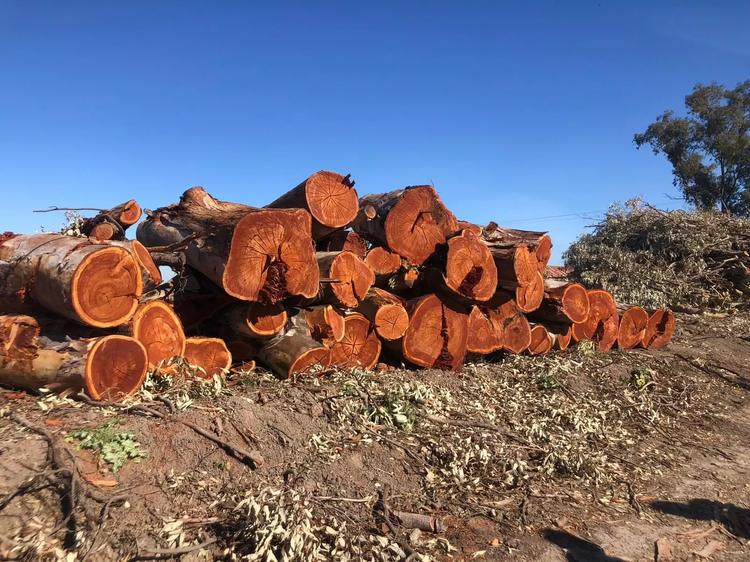 El Parlamento debatirá mañana la tala masiva de eucaliptos promovida por regantes de Utrera