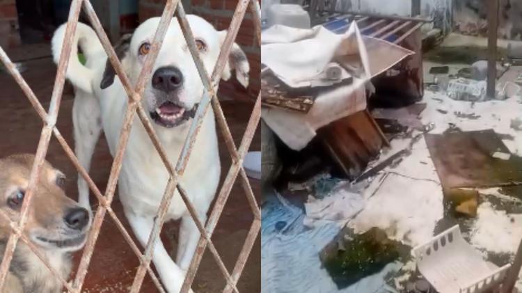 Após cães ficarem abandonados em casa cerca de um ano com prisão do tutor, Justiça determina envio a abrigo