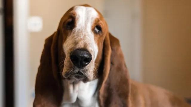 Coisas que você faz que irritam seu cachorro