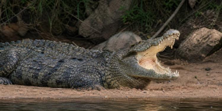 Resti umani nello stomaco di un coccodrillo in Sudafrica, forse è uomo scomparso: "Ritrovate anche sei scarpe spaiate"