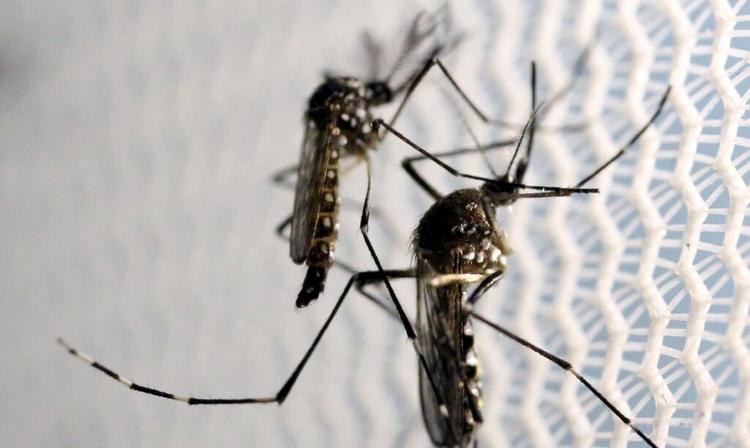 Brasil registra 1.544 mortes por dengue em 2024, ultrapassando total de 2023