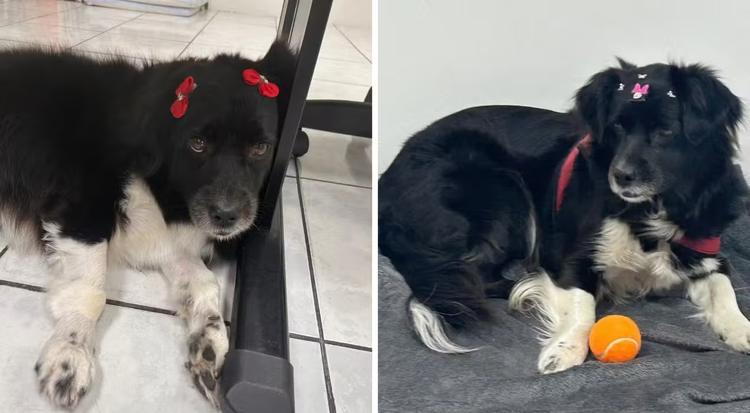Cadela com câncer é abandonada em shopping, adotada por gerente e vira mascote no interior de SP
