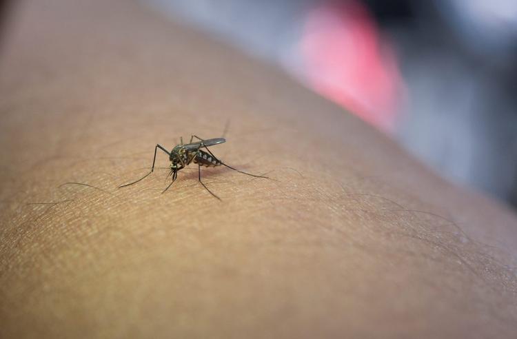 Dengue: Balneário Camboriú registra terceira morte pela doença em 2024