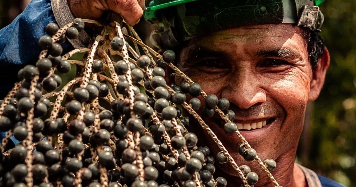 Cooperativa do Amapá fecha contrato para exportar 15 mil toneladas de açaí à China até 2031