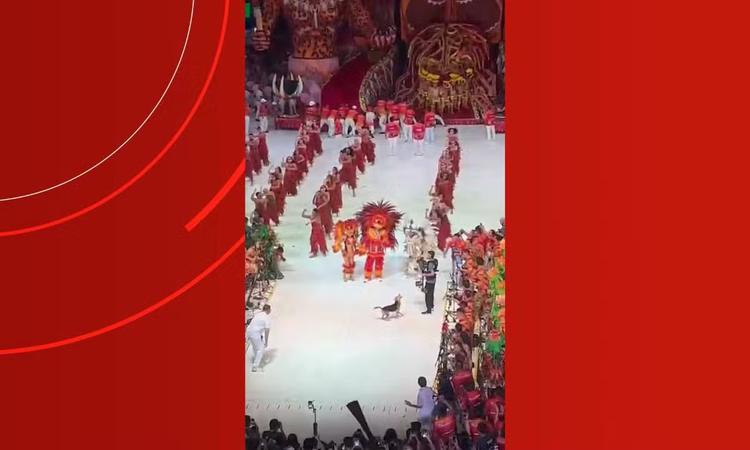 Cachorro 'caramelo' invade apresentação do Garantido e diverte torcida na primeira noite do Festival de Parintins