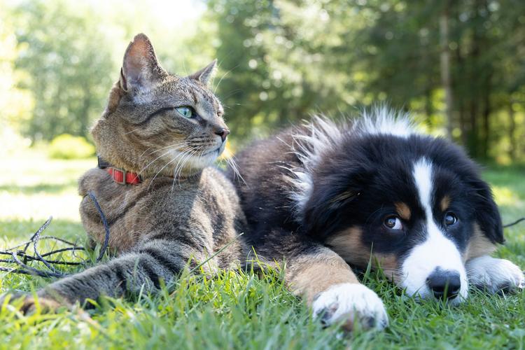 Belém Animal: ação itinerante atende cães e gatos de graça no Jurunas