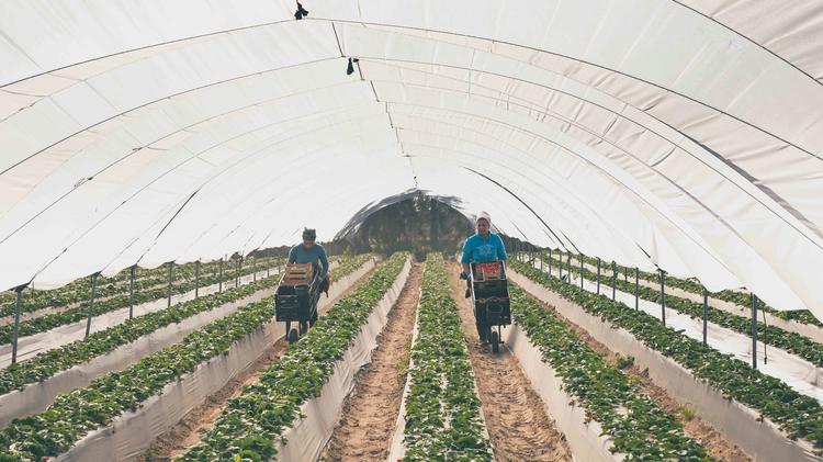 Huelva prepara el terreno para una nueva campaña de frutos rojos