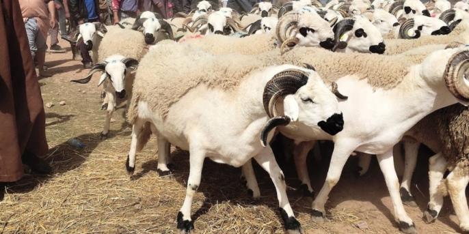 البيجيدي يطالب بتدخل حكومي لضبط سوق الأضاحي