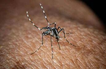 Usutu in Italia, un altro virus trasmesso dalle zanzare: i sintomi