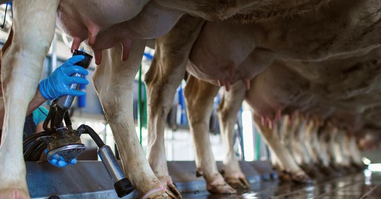 Cooperativa Castrolanda produz 1,5 mi de litros de leite por dia com 300 produtores e 50 mil vacas monitoradas