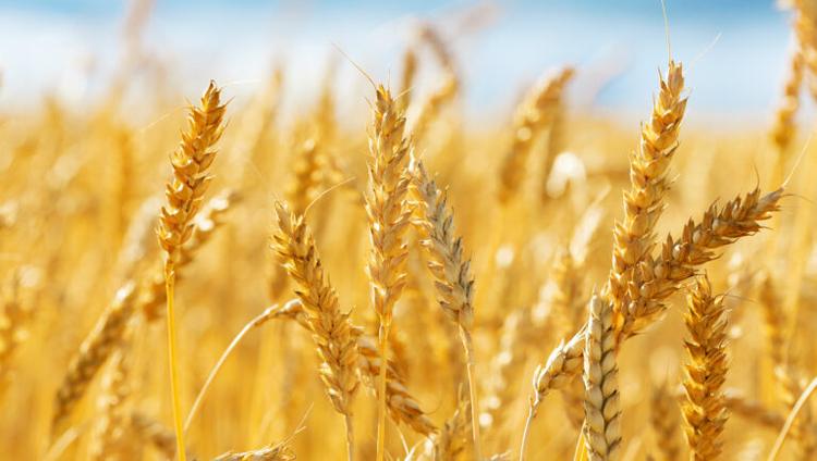 New Pipeline Targets Fungicide Discovery in Wheat