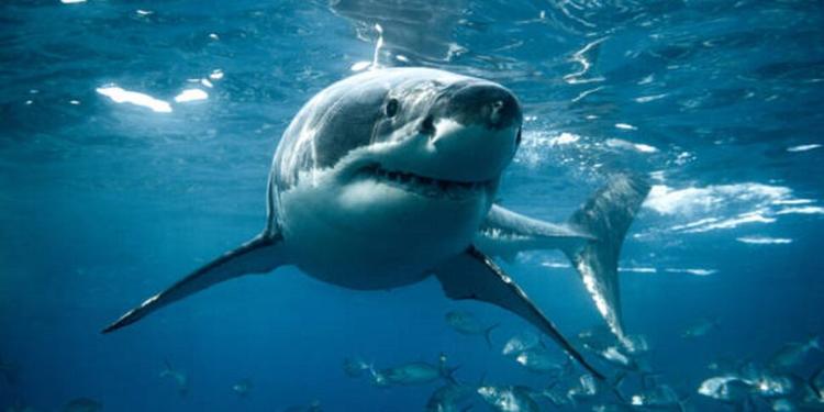 Squalo bianco avvistato nel Canale di Sicilia: «Un incontro davvero speciale»