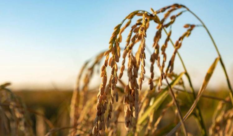 Il cda di BF Spa approva il bilancio di esercizio e consolidato. Cresce il valore della produzione (+15%)