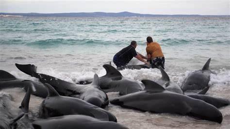 Sacrifican 43 de las ballenas que quedaron varadas misteriosamente en un playa de Australia
