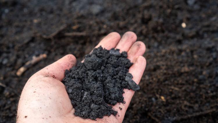 Biochar May Protect Soil Health in Vegetable Crops