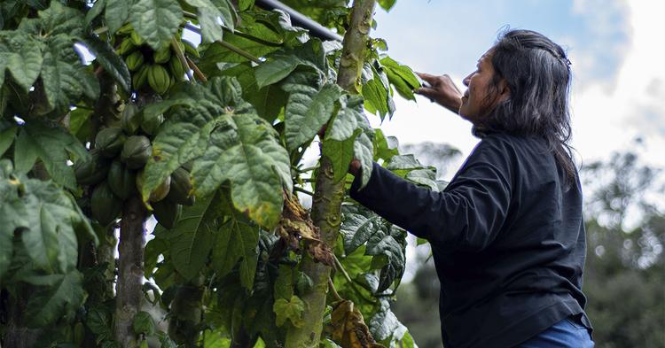 Modelo de carbono da Natura fortalece cooperativa amazonense com repartição de benefícios na própria cadeia