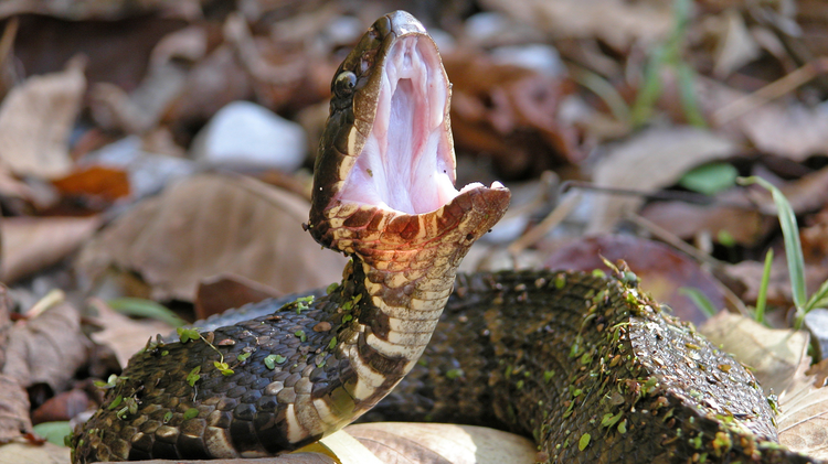 What is Mississippi’s deadliest animal? New report has the answer