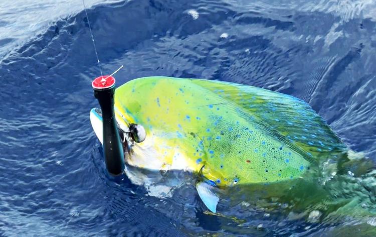 Best Saltwater Popper: Why the Livingston Lures Big Poppa Dominates Offshore Fishing