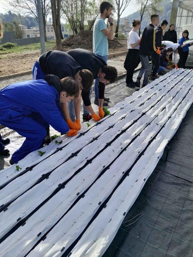 lanzo albert serra idroponica