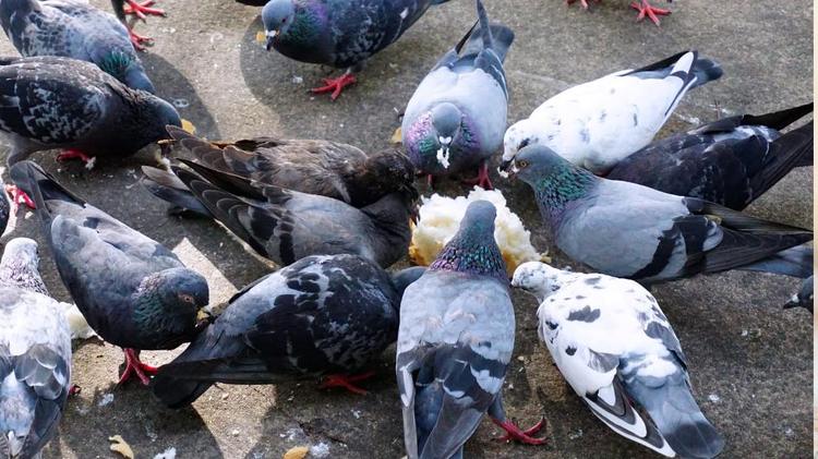 Carcassonne : jusqu’à 450 euros d’amende pour ceux qui nourrissent les pigeons