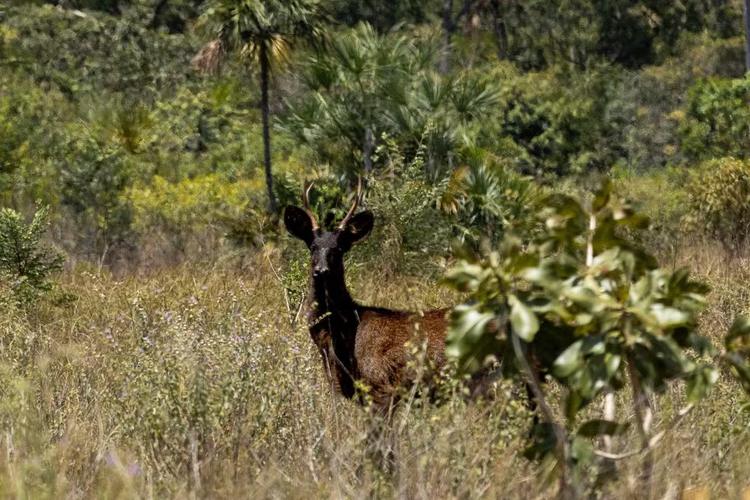 Veado preto é registrado pela primeira vez no Pantanal; veja flagra