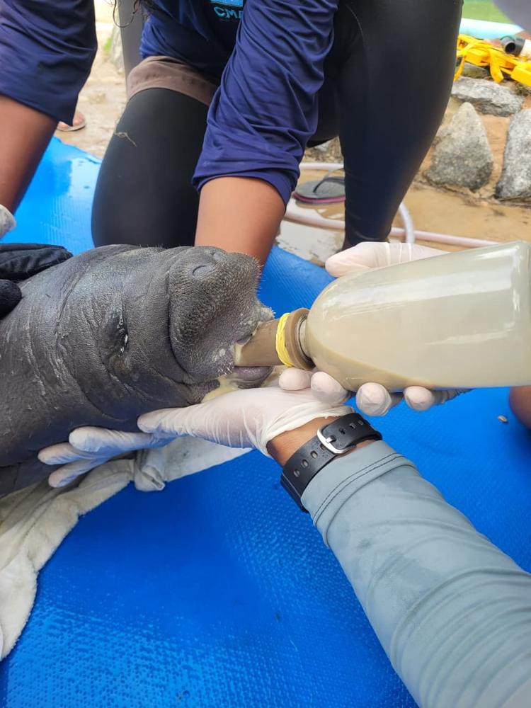 Filhote de peixe-boi-marinho é resgatado após encalhar em praia do Litoral Norte da Paraíba