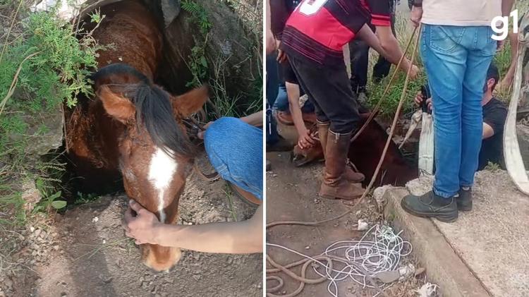 Cavalo cai em bueiro no RS e fica apenas com o pescoço para fora; VÍDEO
