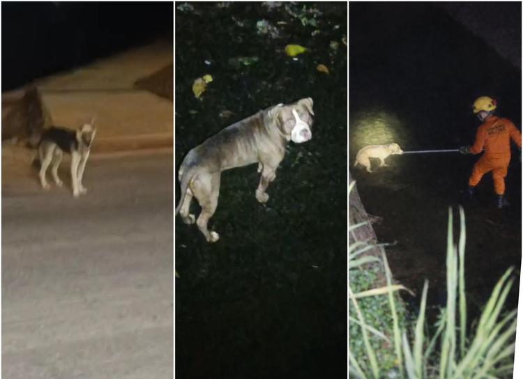 Cachorro 'pede' ajuda para socorrer pitbull cego que caiu em córrego de MT; vídeo