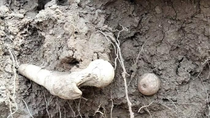 ظهور عظام بشرية تفضح إهمال مقبرة بجماعة تغدوين بإقليم الحوز