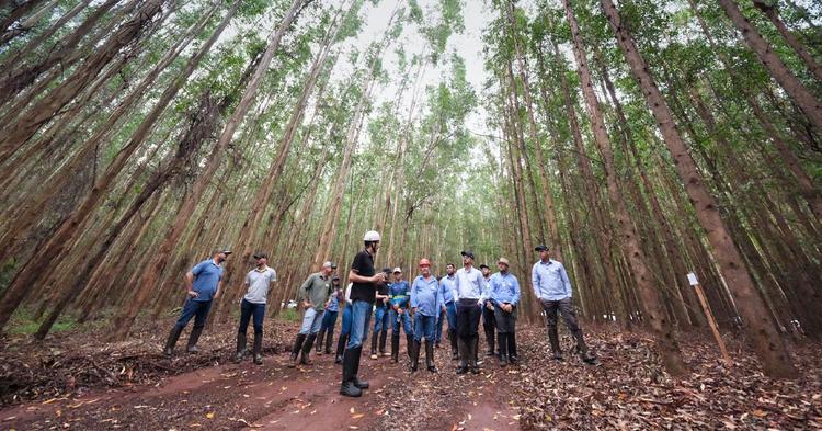Pesquisa de 15 anos avalia uso do eucalipto como fonte de energia no agro