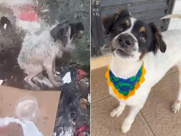 Cachorro resgatado com catarata e depressão volta a enxergar após cirurgia: 'Descobriu o mundo'