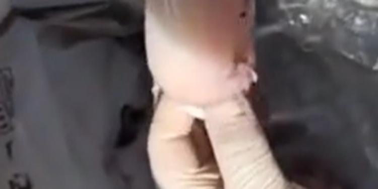 Mafia a Catania, faide armate, droga nel pesce e droni in carcere con la complicità di un avvocato e un medico: 22 arresti VIDEO