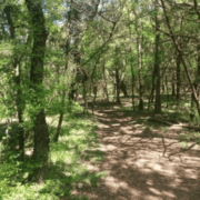 A dirt path winds through a sunlit forest with tall trees and green foliage, casting dappled shadows on the ground—one of South Austin’s hidden gem running routes waiting to be discovered. Austin Marathon Half Marathon & 5K